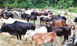 गौशाला छ, आहारा छैन