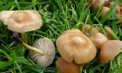 विषालु च्याउ खाँदा डोटीमा ११ जना बिरामी