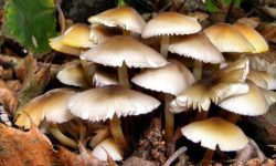 जङ्गली च्याउ खाँदा एकै परिवारका पाँच सिकिस्त