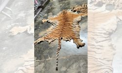 पाटेबाघको छाला र हड्डीसहित चारजना पक्राउ