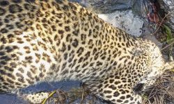 जलजलामा बिरामी चितुवाको उद्धार