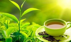 पूर्वीनाकाबाट एक अर्ब ३७ करोडको चिया निर्यात