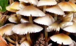 आम्दानीको स्रोत बन्दै जङ्गली च्याउ