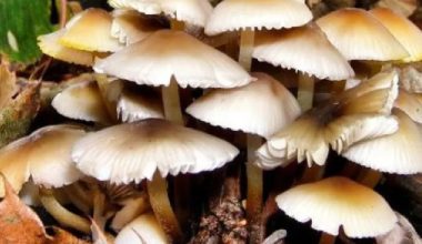 आम्दानीको स्रोत बन्दै जङ्गली च्याउ