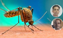 डेङ्गीको सङ्क्रमण फैलिन नदिन विज्ञहरूको सुझाव