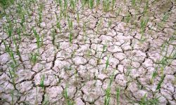 लामो खडेरीले धानको उत्पादनमा कमी हुने