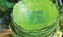 हराउँदै दुनाटपरी