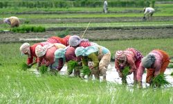 कर्णाली प्रदेशमा ४५ प्रतिशत धान रोपाइँ