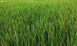 धानबालीमा गबारोको समस्या