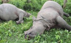 कात्तिकमा मात्रै चारवटा गैँडा मृत भेटिए