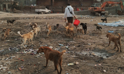 छाडा कुकुर मानिसको साथी कि शत्रु ?