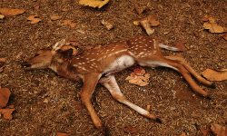 सवारीको ठक्करबाट दुई हरिणको मृत्यु