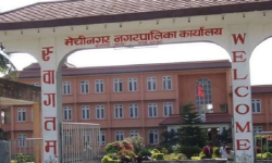 चिया बगानका रुखमा प्रयोग गरिने पहेँलो स्टिकर हटाउने तयारी