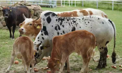 बदलिँदो पशुजन्यरोग !