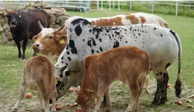 बदलिँदो पशुजन्यरोग !