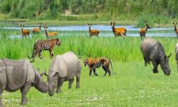 एक वर्षमा ४२ वन्यजन्तुको उद्धार