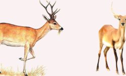 जरायो मारेर मासु भागबण्डा गरिरहेको अवस्थामा चार पक्राउ