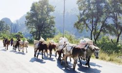 बर्खामा ढुवानी गर्न घोडा र खच्चडकै भर