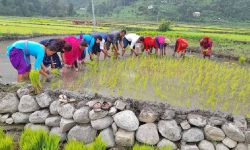 सुदूरपश्चिममा ६५ प्रतिशत रोपाइँ