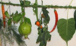 किरात समुदायले आज सिसेक्पा तङ्नाम मनाउँदै