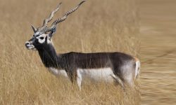 जावलाखेलमा ल्याइयो पोथी कृष्णसार