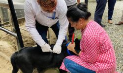 अब कुकुर पाल्न दर्ता अनिवार्य