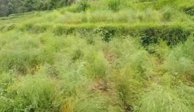 कुरिलो खेतीप्रति आकर्षण बढ्दो