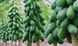 गाउँमै मेवा खेतीमा रमाउँदा…