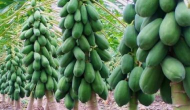 गाउँमै मेवा खेतीमा रमाउँदा…