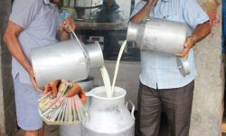 300 dairy farmers provided grant in Makawanpur
