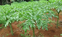 ओइल्याउँदै ओल : निरास किसान