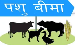 दलित परिवारले पालेका सबै पशुपक्षीको निःशुल्क बीमा