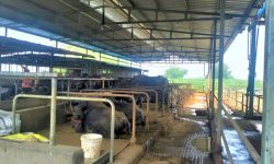 व्यावसायिक पशुपालनप्रति गुल्मीका किसानको बढ्दो आकर्षण