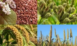 मनाङ रैथाने बालीमा आत्मनिर्भर