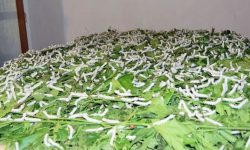 ज्यामिस्वाँरामा व्यावसायिक रेशम किराको खेती