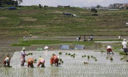 गण्डकीमा ६७ प्रतिशत मात्र रोपाइँ