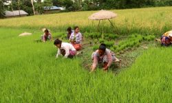 चैते धान रोप्ने किसानलाई सहयोग