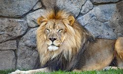 रेलको ठक्करबाट दुर्लभ प्रजातिको सिंह मारियो