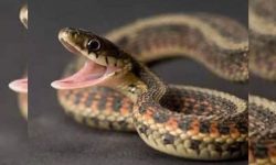 विश्वभर बढदैछ सर्पले टोक्ने घटना