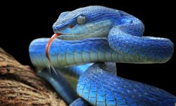 सर्पले टोकिहाले के गर्ने ?