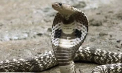 देव चुलीमा सर्प दंशको उपचार सुरु