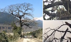 प्रलय आए सरह लोप हुँदै छन् प्रजाति