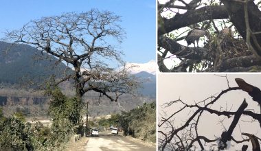 प्रलय आए सरह लोप हुँदै छन् प्रजाति