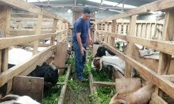 खानीगाउँमा घरैपिच्छे बाख्रापालन