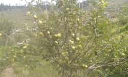 जुम्लाको काँचो स्याउ रोक्न सिफारिस अनिवार्य