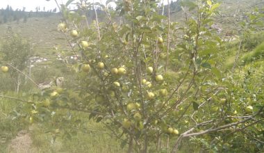 जुम्लाको काँचो स्याउ रोक्न सिफारिस अनिवार्य