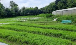 फूलखेतीबाट राम्रो आम्दानी गर्दै लोकेन्द्र