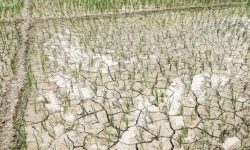 तराईलाई सुक्खा क्षेत्र घोषणा गर्न सरकारलाई जनप्रतिनिधिको आग्रह