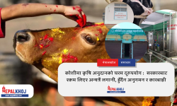 कोशीमा कृषि अनुदानको चरम दुरुपयोग : सरकारबाट रकम लिएर अन्यत्रै लगानी, हुँदैन अनुमन र कारबाही