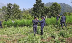 चालिस हजार गाँजाको बिरुवा नष्ट
